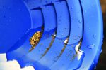 GOLD PAN KIT MINELAB SET PJATASH PER PERPUNIM TE FLORIRIT
